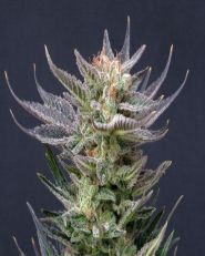 Purple Dream Auto by Kannabia