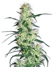 Purple Haze Feminized