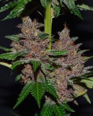 Purple Haze Feminized by G13 Labs