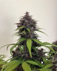 Purple Haze Autoflower