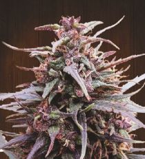 Purple Haze x Malawi Feminized by Ace Seeds