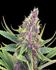 Purple Kush Feminized 