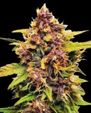 Purple Lemonade Autoflower