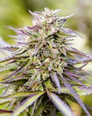 Purple Lemonade Auto by Growers Choice