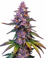 Purple Lemonade Autoflower by Blimburn