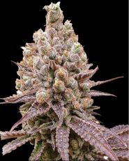 Purple OG Punch Feminized by Super Sativa Seed Club