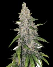 Auto Purple OG Punch