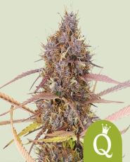 Purple Queen Auto by Royal Queen Seeds