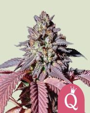 Purple Queen Feminized by Royal Queen Seeds