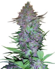 Purple Skunk Auto by Sensi Seeds
