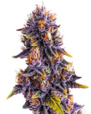 Purple Star Killer Feminized by Blimburn