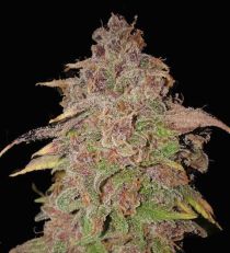 Purple Thai Feminized 