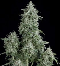 Anubis by Pyramid Seeds