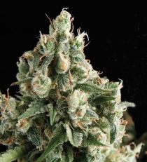 Auto Lennon by Pyramid Seeds