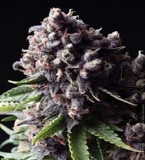 Auto Purple Feminized - Pyramid Seeds