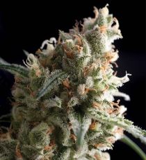 Auto Super Hash Feminized - Pyramid Seeds