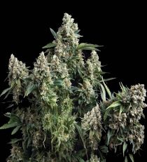 Tutankhamon Feminized - Pyramid Seeds