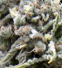Auto White Widow Feminized - Pyramid Seeds