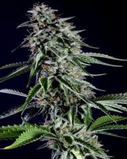 Rainbow Sherbet #11 Feminized by Kannabia