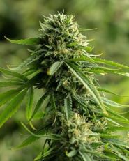 Recon Auto by Growers Choice