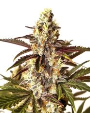 Red Dragon Feminized by Blimburn