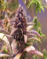 Red Jack Auto by Growers Choice Seeds