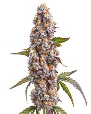 Reeze McFlurry Feminized by Blimburn