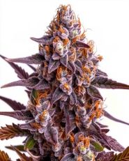Ricky Bobby Feminized by Blimburn
