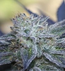 Washing machine by Ripper Seeds