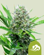 Royal Bluematic by Royal Queen Seeds