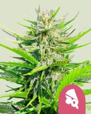 Royal Cheese Fast Flowering Feminized 