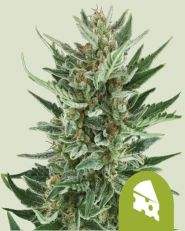 Royal Cheese Automatic by Royal Queen Seeds