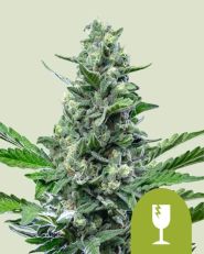 Royal Critical Automatic by Royal Queen Seeds