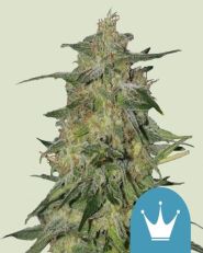Royal Highness by Royal Queen Seeds