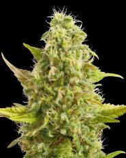 Royal Kush Feminized by G13 Labs