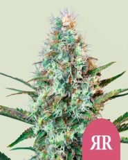 Royal Runtz Feminized by Royal Queen Seeds