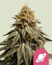 Royal Skywalker Feminized by Royal Queen Seeds