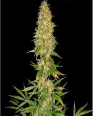 Royal Thai Regular - Spliff Seeds 