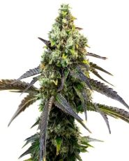 RS11 Feminized by Blimburn