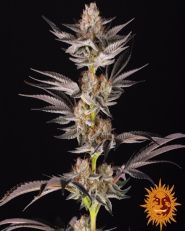 RS11 x Banana OG by Barney's Farm 
