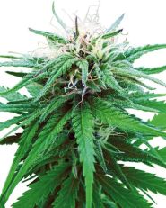 Ruderalis Indica Regular 