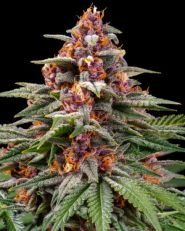 Runtz Auto by Barney's Farm