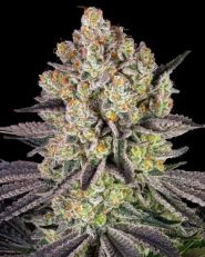 Runtz by Barney's Farm