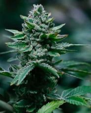 Runtz by Growers Choice