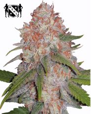 Runtz Feminized by MSNL Seeds