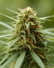 Runtz Auto by Growers Choice