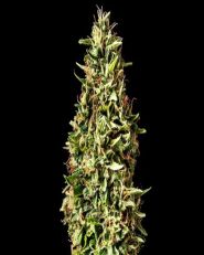 Runtz Auto by Kannabia