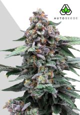 Runtz Autoflower by Auto Seeds