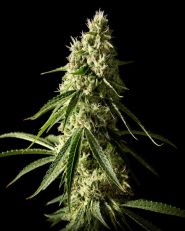 Runtz Feminized - Nirvana Seeds