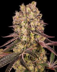 Runtz Muffin Feminized 